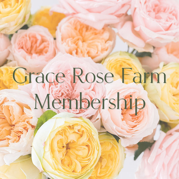 Shop our Roses Grace Rose Farm