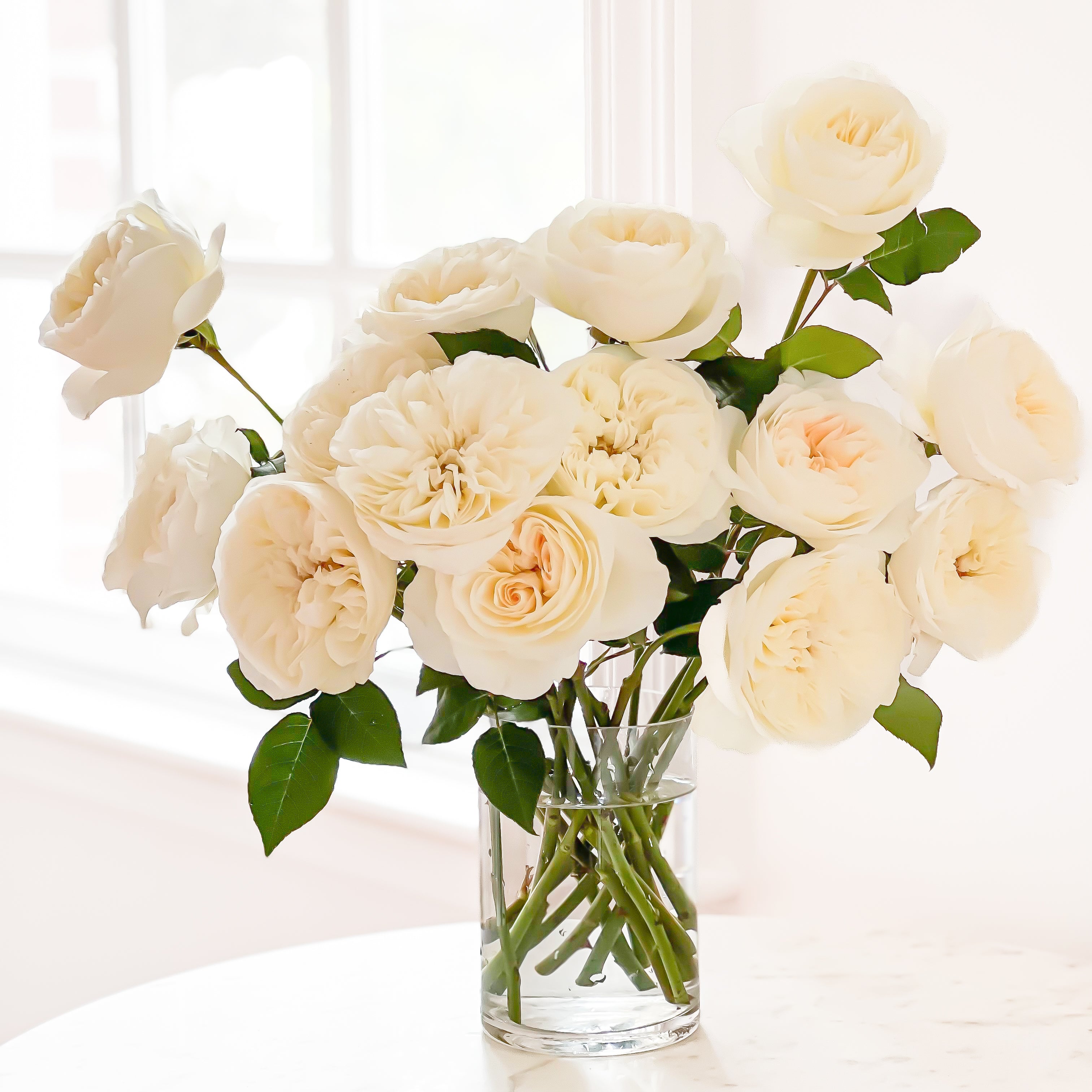 Leonora – Grace Rose Farm