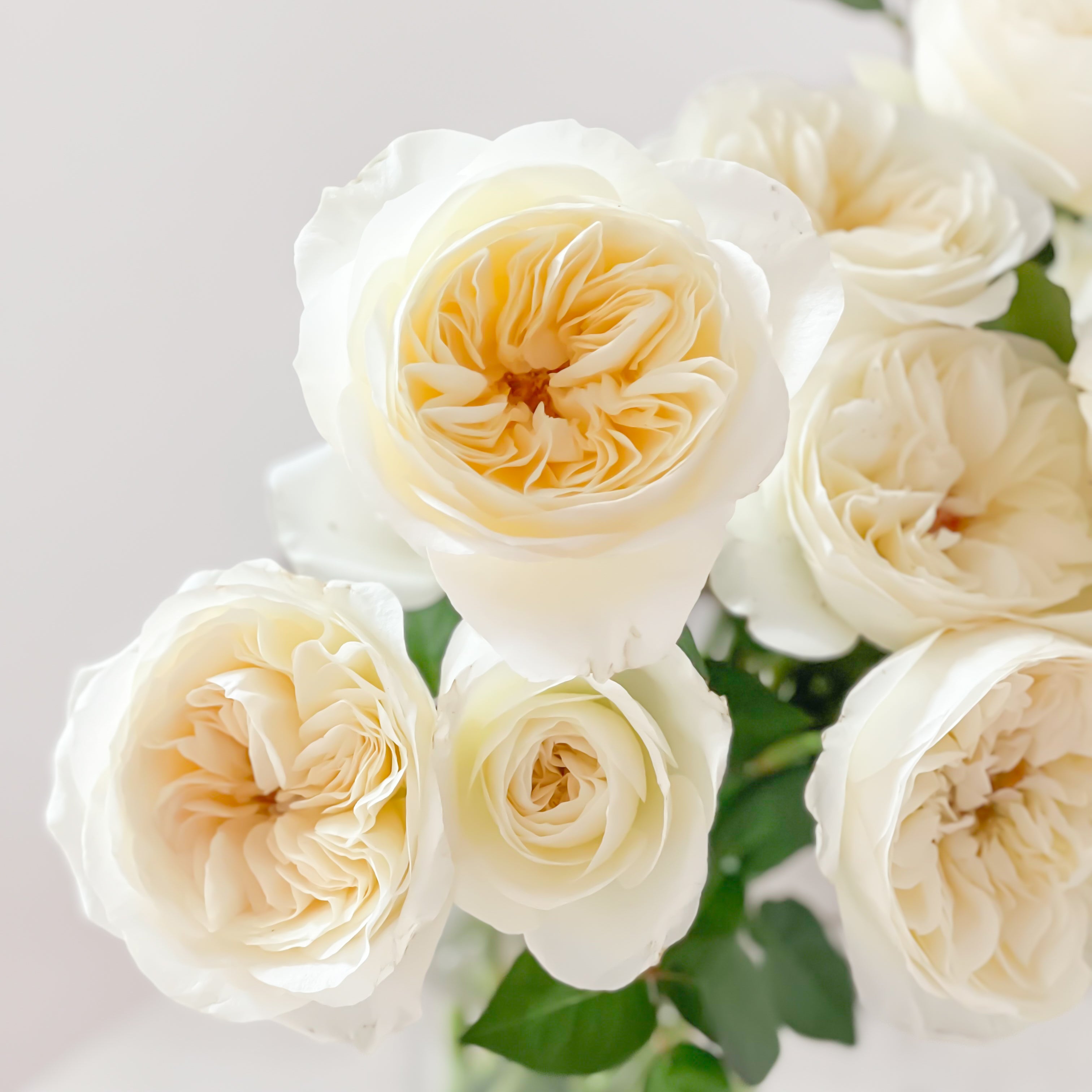 Leonora – Grace Rose Farm