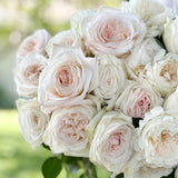 White Garden Rose Bundle