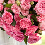 Classic Pinks Garden Rose Bundle