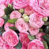 Classic Pinks Garden Rose Bundle