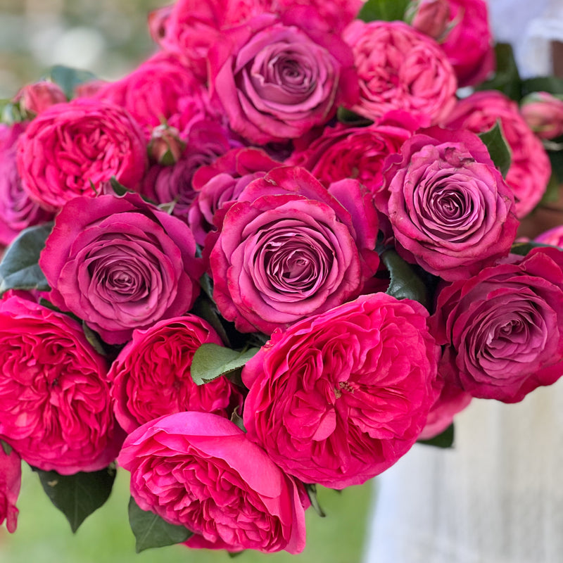 Jewel Tones Garden Rose Bundle