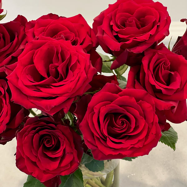 Close Up of One Dozen Classic Red Valentine's Day Roses